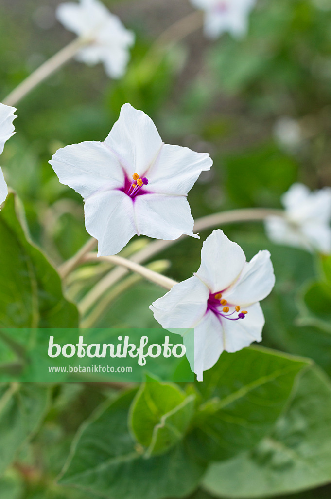 510067 - Langblütige Wunderblume (Mirabilis longiflora)