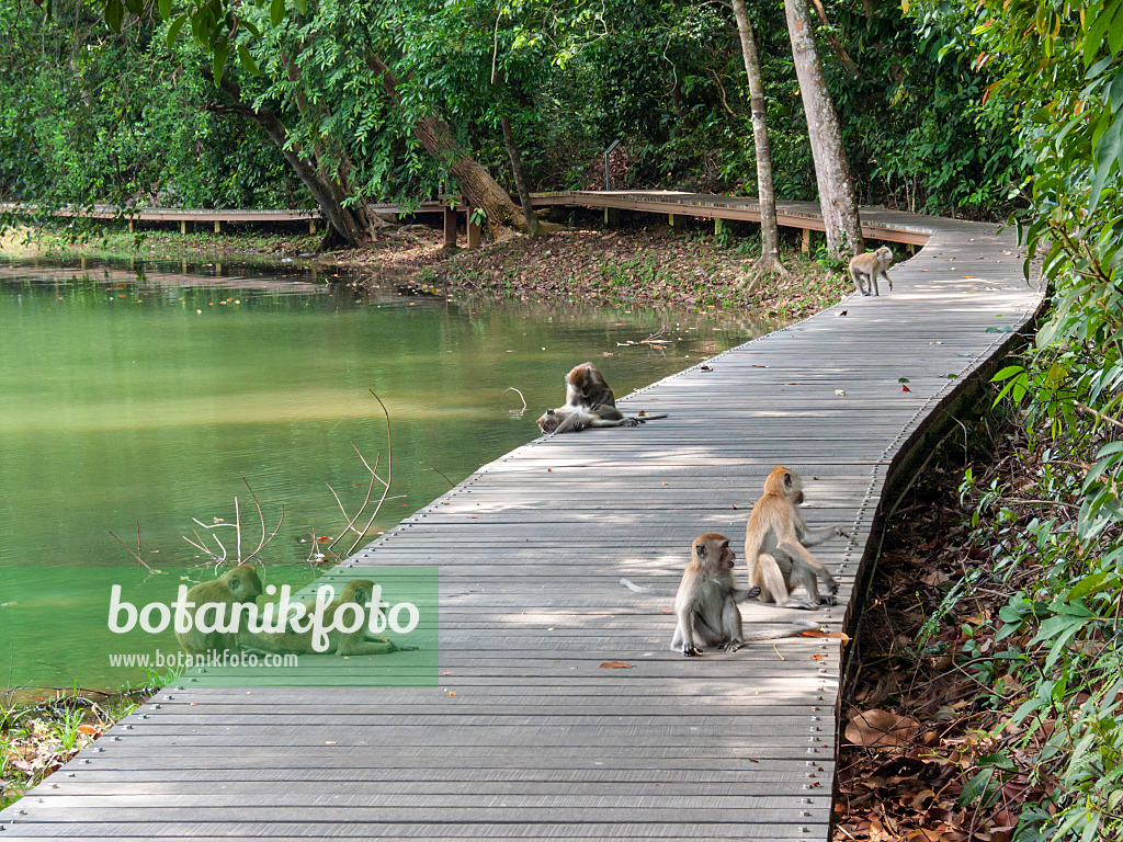 411255 - Langschwanz-Makake (Macaca fascicularis), Naturschutzgebiet Central Catchment, Singapur