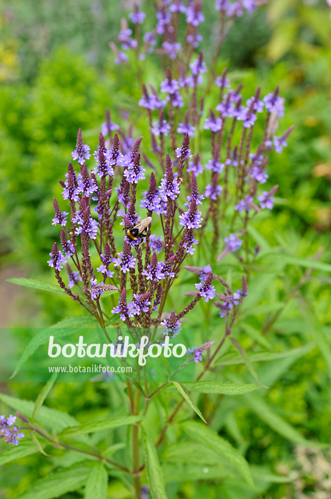 474185 - Lanzeneisenkraut (Verbena hastata)