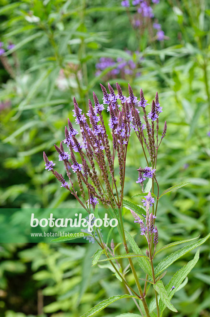 474187 - Lanzeneisenkraut (Verbena hastata)