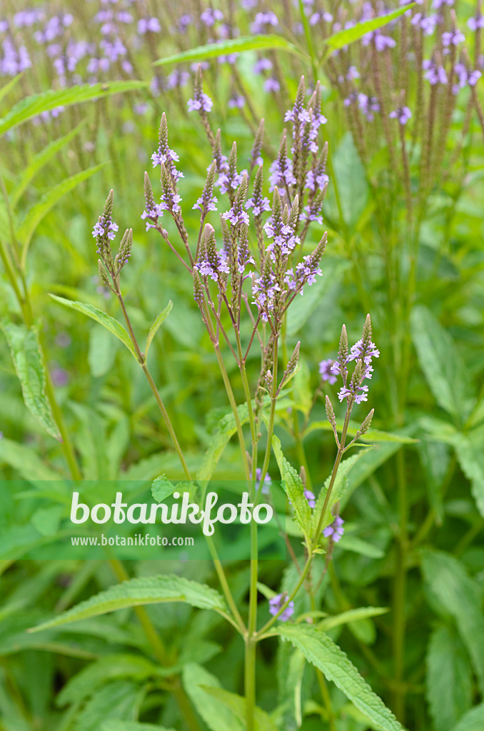 498190 - Lanzeneisenkraut (Verbena hastata)