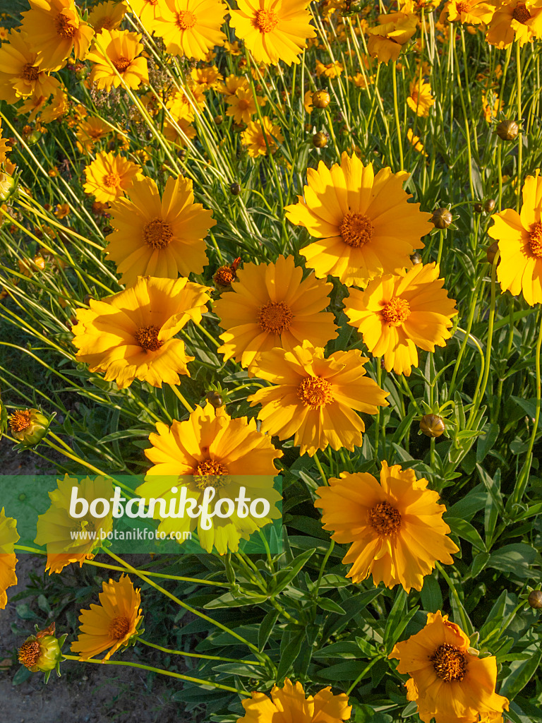 402223 - Lanzettblättriges Mädchenauge (Coreopsis lanceolata)