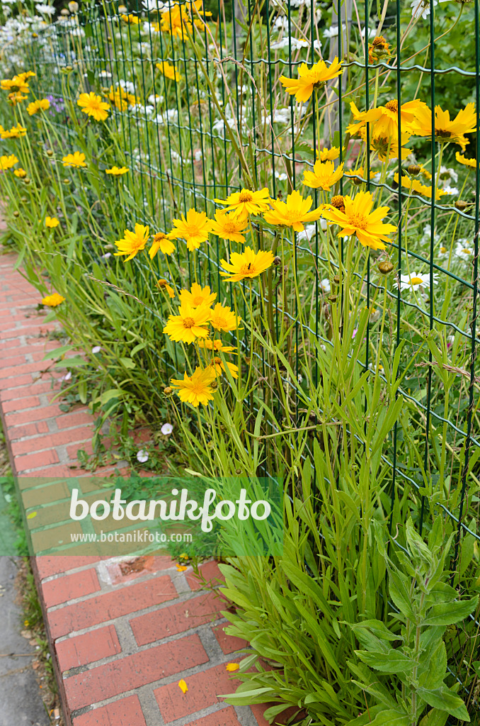 521382 - Lanzettblättriges Mädchenauge (Coreopsis lanceolata)