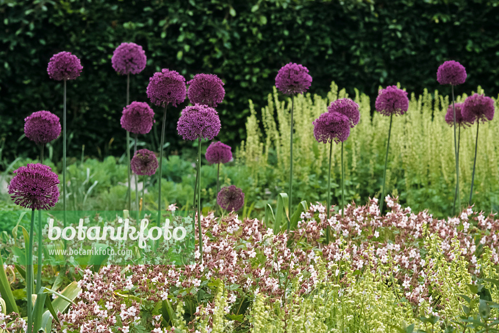 428271 - Lauch (Allium aflatunense 'Purple Sensation') und Felsenstorchschnabel (Geranium macrorrhizum 'Spessart')