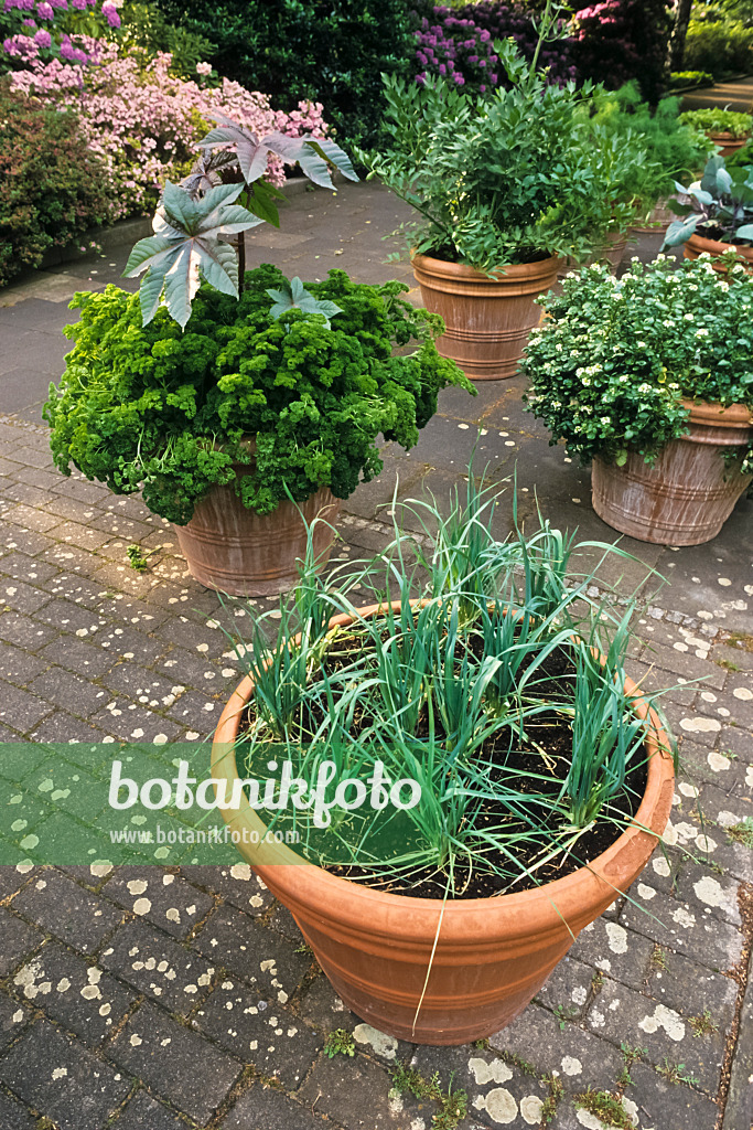 379011 - Lauch (Allium) und Petersilie (Petroselinum crispum) in Blumenkübeln auf der Terrasse eines Gartens