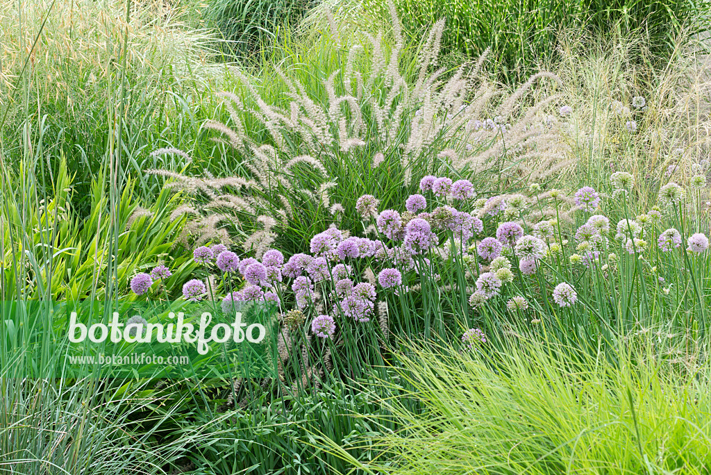 559015 - Lauch (Allium sacculiferum syn. Allium komarovianum) und Federborstengras (Pennisetum orientale)