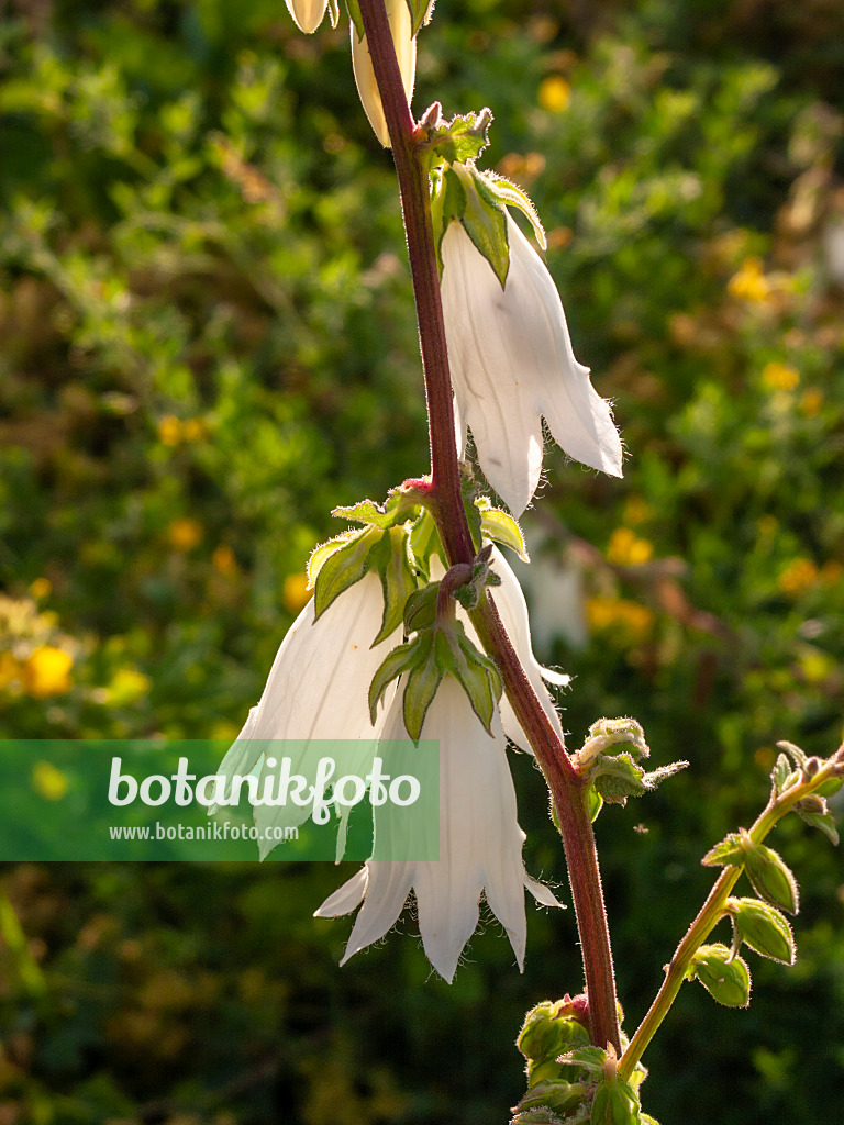 403012 - Lauchblättrige Glockenblume (Campanula alliariifolia)