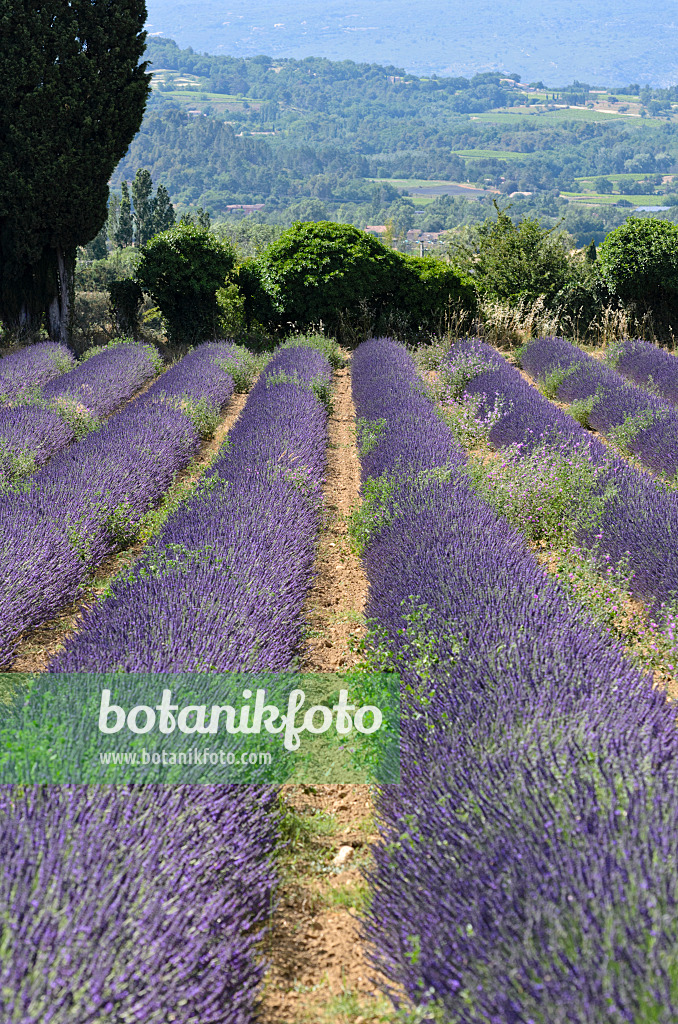 557168 - Lavandin (Lavandula x intermedia), Provence, Frankreich