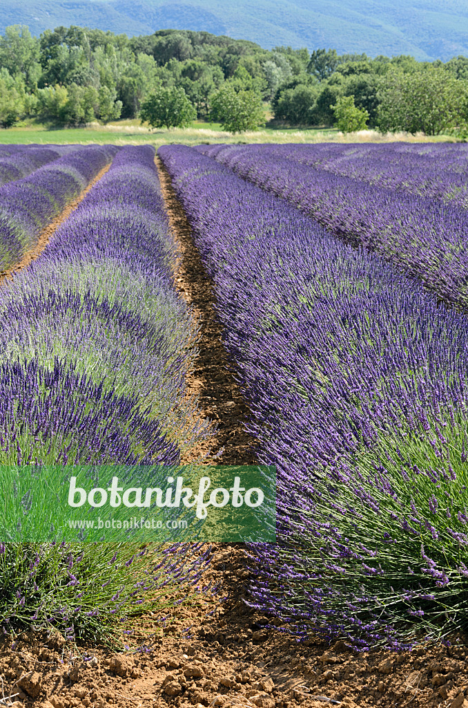 557173 - Lavandin (Lavandula x intermedia), Provence, Frankreich