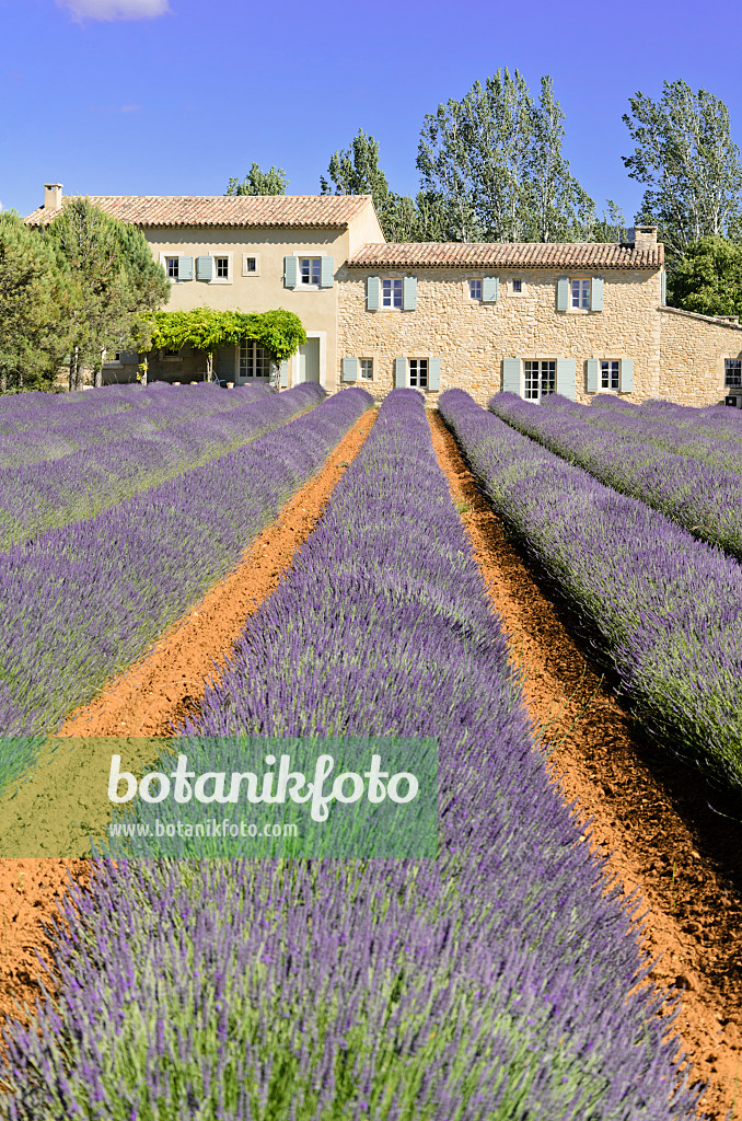 557178 - Lavandin (Lavandula x intermedia), Provence, Frankreich