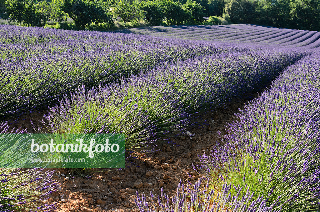 557185 - Lavandin (Lavandula x intermedia), Provence, Frankreich