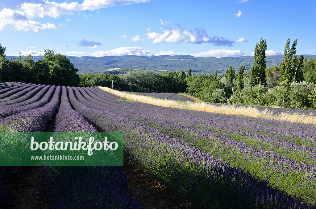 557186 - Lavandin (Lavandula x intermedia), Provence, Frankreich