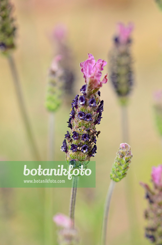 533261 - Lavendel (Lavandula pedunculata subsp. sampaiana)