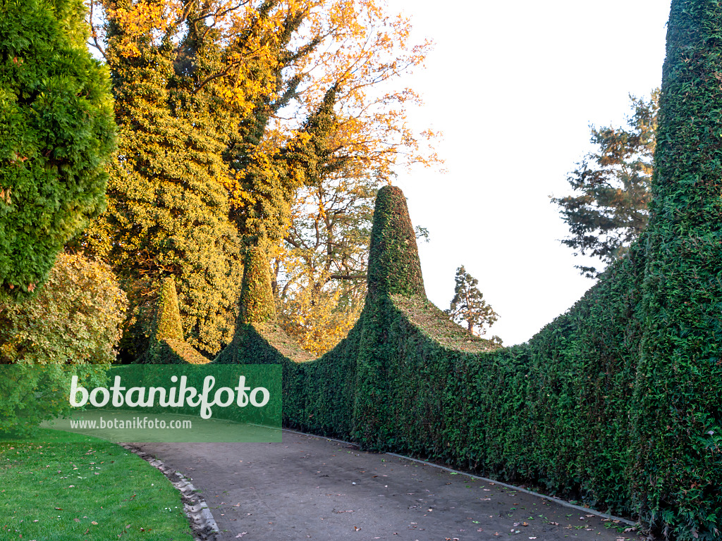 465302 - Lebensbaum (Thuja), Römischer Garten, Hamburg, Deutschland