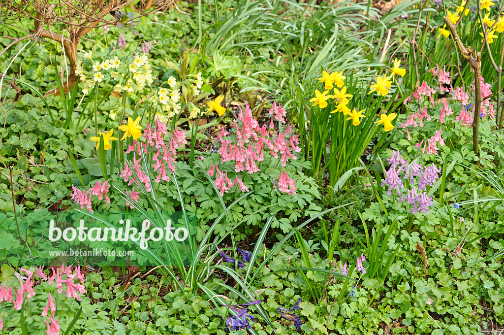 471053 - Lerchensporn (Corydalis), Narzisse (Narcissus) und Schlüsselblume (Primula)