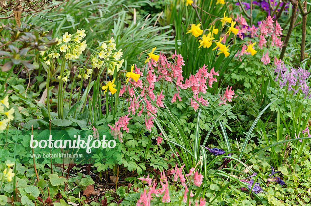 471055 - Lerchensporn (Corydalis), Narzisse (Narcissus) und Schlüsselblume (Primula)