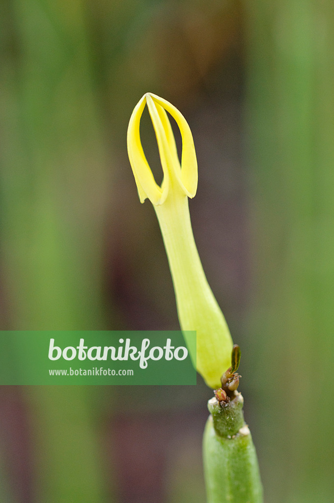 488026 - Leuchterblume (Ceropegia dichotoma)