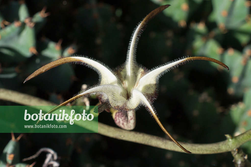 597016 - Leuchterblume (Ceropegia stapeliiformis)