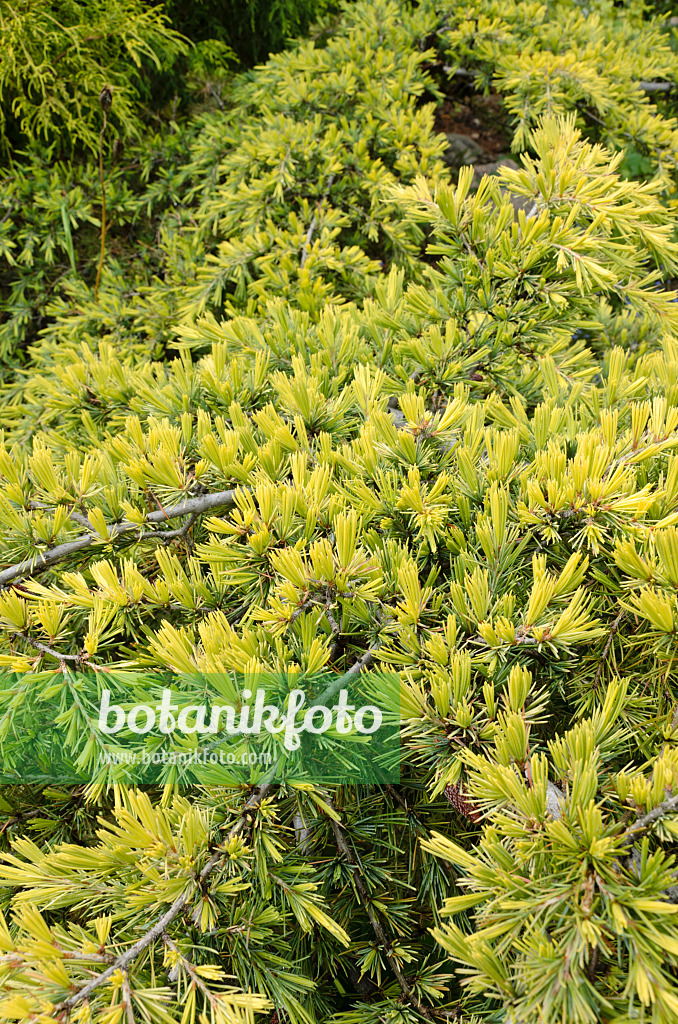 508242 - Libanon-Zeder (Cedrus libani subsp. libani) 508242 - Libanon-Zeder (Cedrus libani subsp. libani)