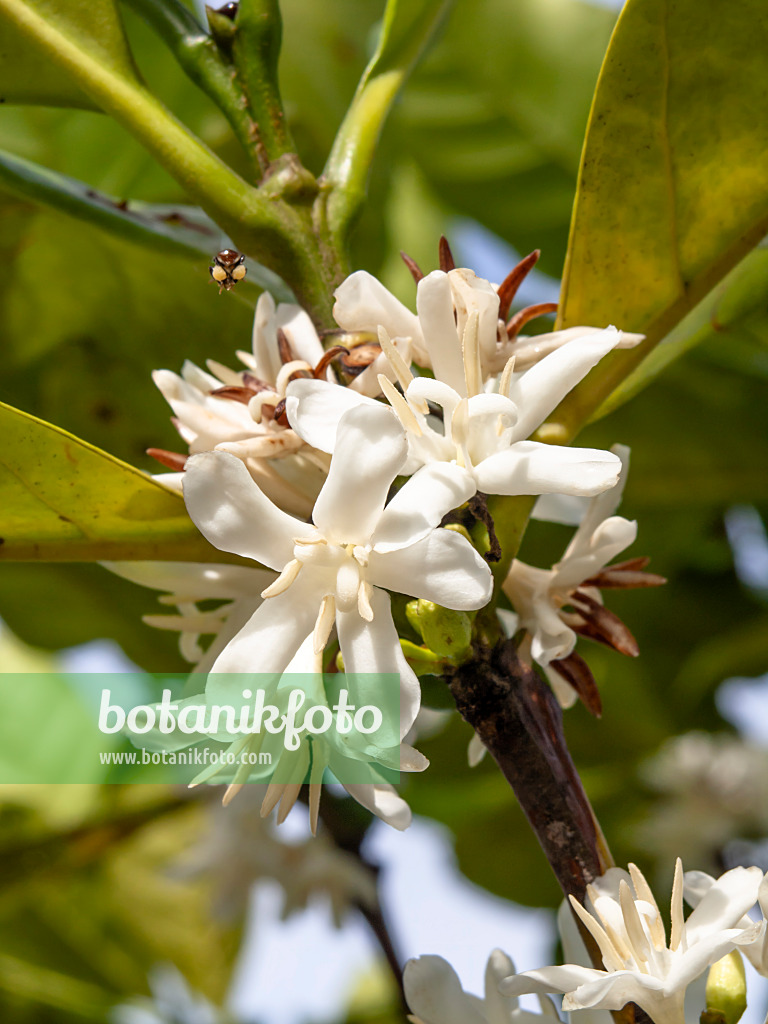 434071 - Liberischer Kaffee (Coffea liberica var. dewevrei syn. Coffea excelsa)