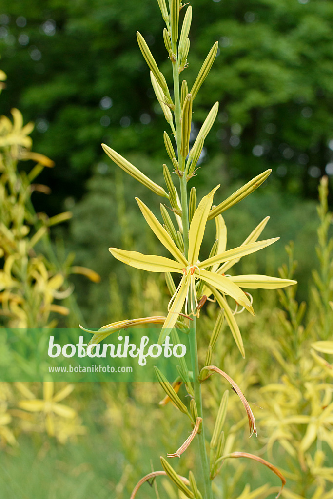 570002 - Liburnische Junkerlilie (Asphodeline liburnica)