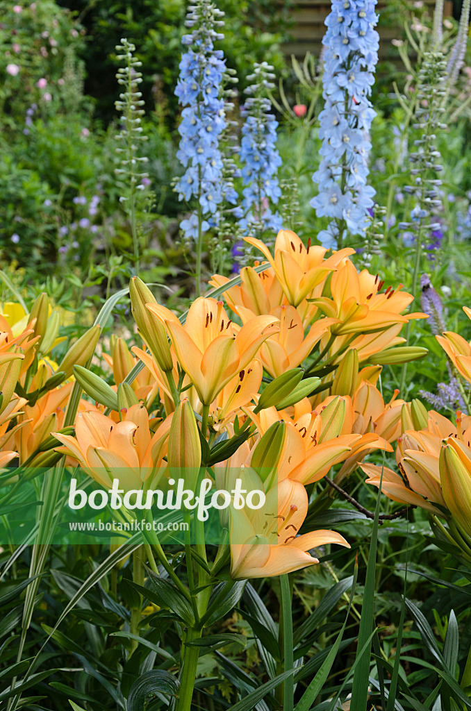 534044 - Lilien (Lilium) und Rittersporne (Delphinium)