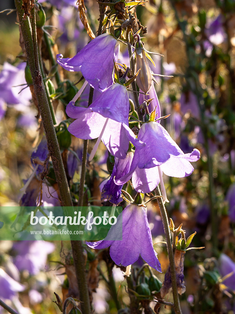 428305 - Lilienblättrige Becherglocke (Adenophora liliifolia)