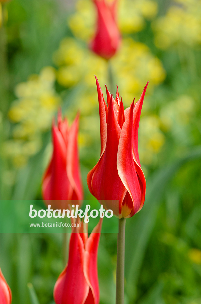 520005 - Lilienblütige Tulpe (Tulipa Aladdin)