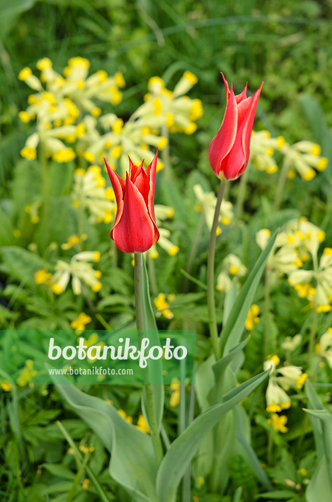 520006 - Lilienblütige Tulpe (Tulipa Aladdin) und Echte Schlüsselblume (Primula veris)