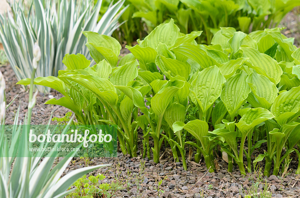 520175 - Lilienfunkie (Hosta plantaginea 'Grandiflora') und Japanische Schwertlilie (Iris japonica 'Variegata')