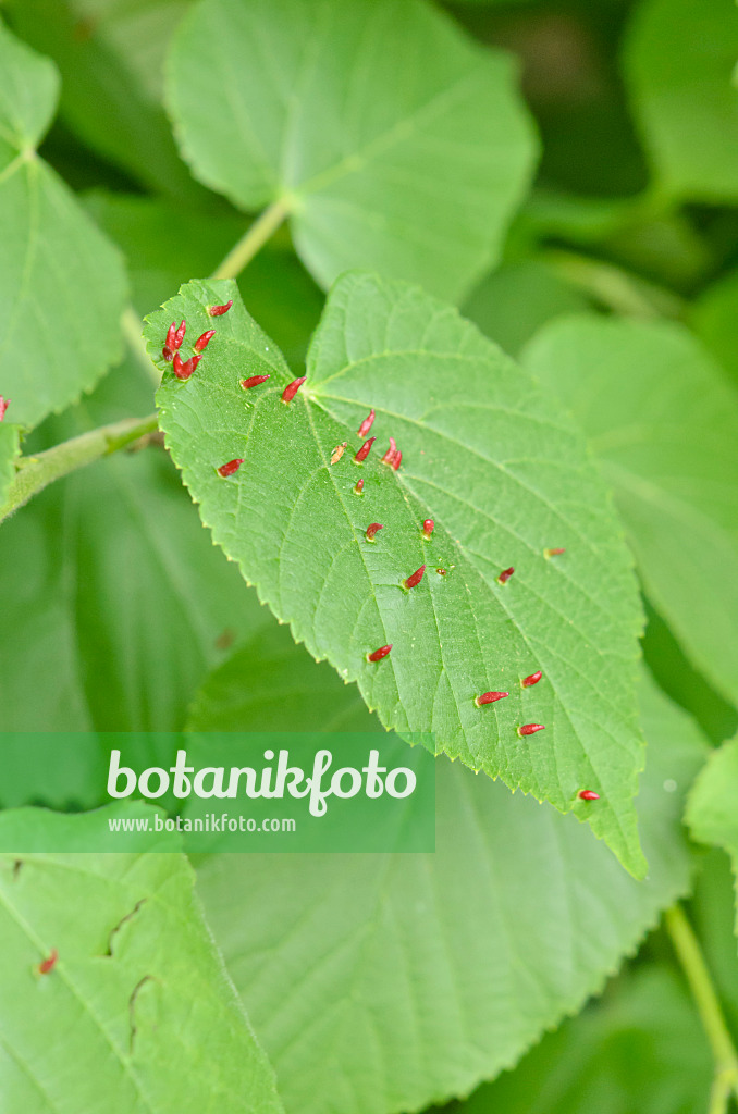 544082 - Linde (Tilia) und Lindengallmilbe (Eriophyes tiliae)