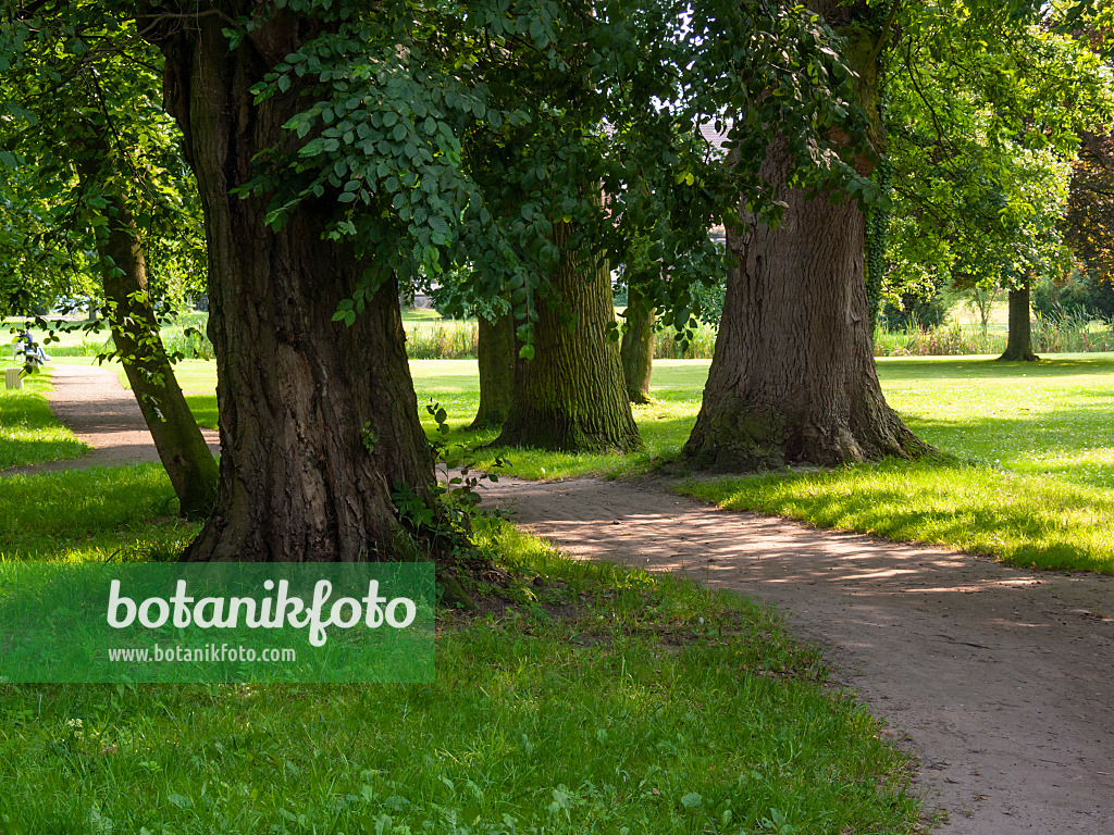 415069 - Linden (Tilia) und Buchen (Fagus) in einem Park