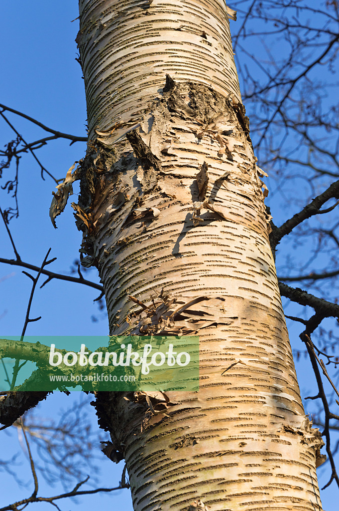 515003 - Lindenblättrige Birke (Betula maximowicziana)