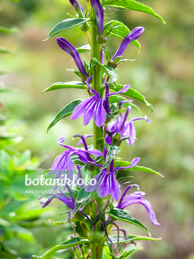 441049 - Lobelie (Lobelia sessilifolia)