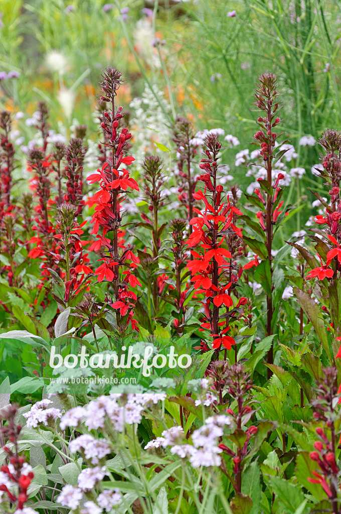 487024 - Lobelie (Lobelia x speciosa 'Fan Scharlach')