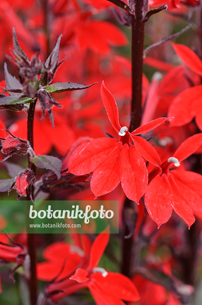 487090 - Lobelie (Lobelia x speciosa 'Kompliment Tiefrot')