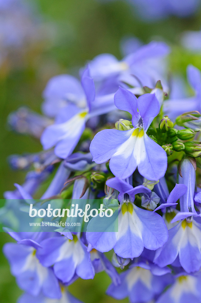 473328 - Lobelie (Lobelia valida)