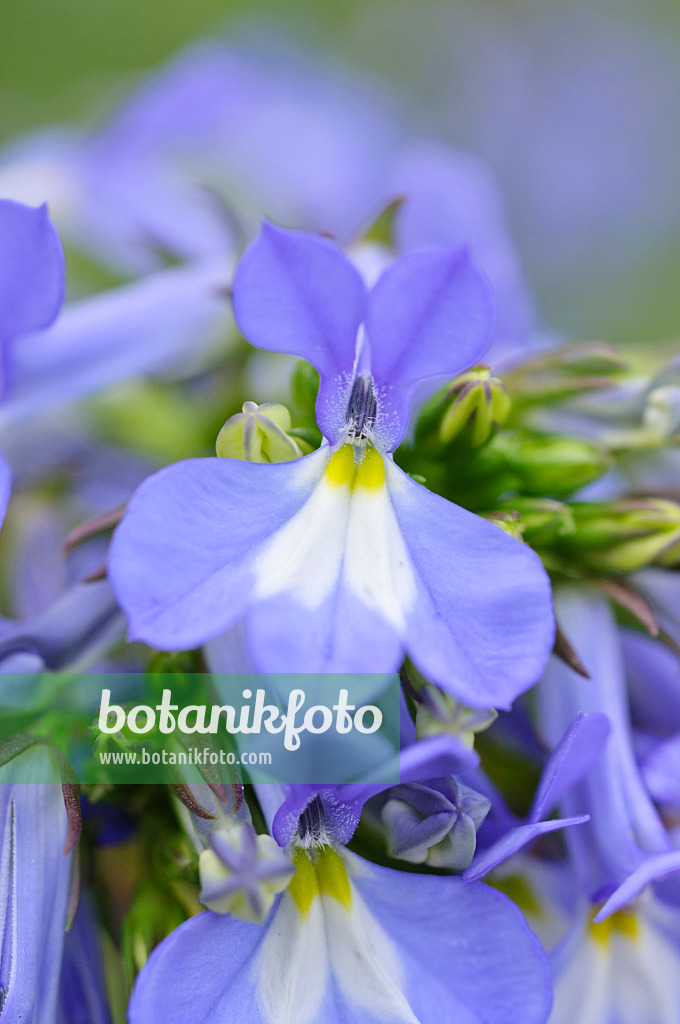 473329 - Lobelie (Lobelia valida)