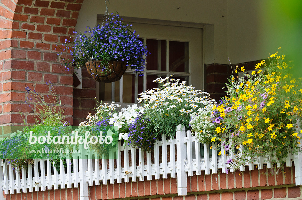 475021 - Lobelien (Lobelia), Glockenblumen (Campanula), Argyranthemum und Zweizahn (Bidens)