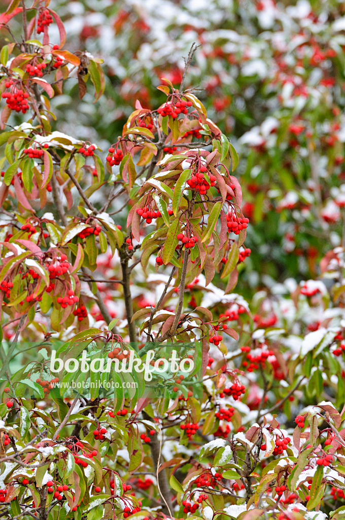 479025 - Lorbeermispel (Photinia davidiana syn. Stranvaesia davidiana)