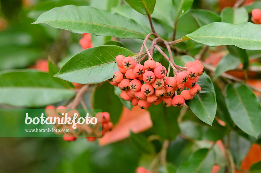 525400 - Lorbeermispel (Photinia davidiana syn. Stranvaesia davidiana)