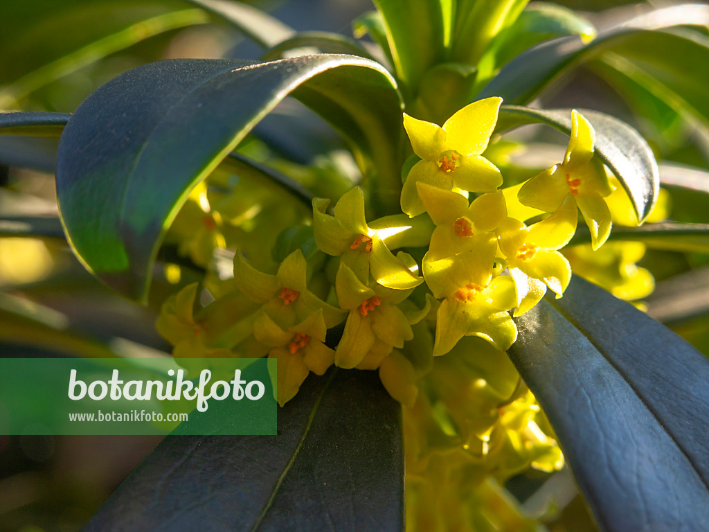 424009 - Lorbeerseidelbast (Daphne laureola subsp. laureola)