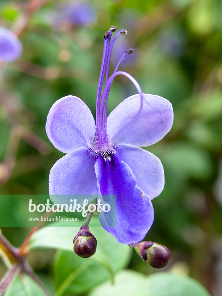 441019 - Losbaum (Clerodendrum ugandense syn. Clerodendron ugandense)