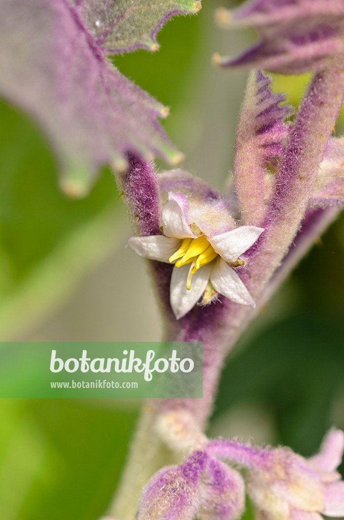 556019 - Lulo (Solanum quitoense)