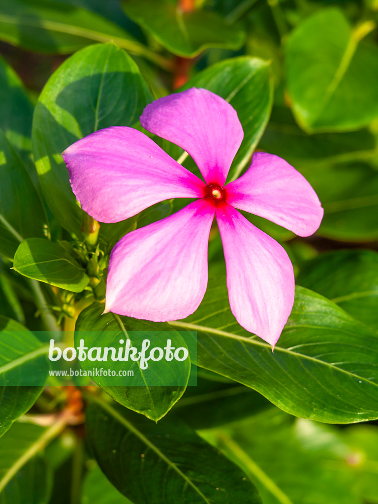 454160 - Madagaskar-Immergrün (Catharanthus roseus)