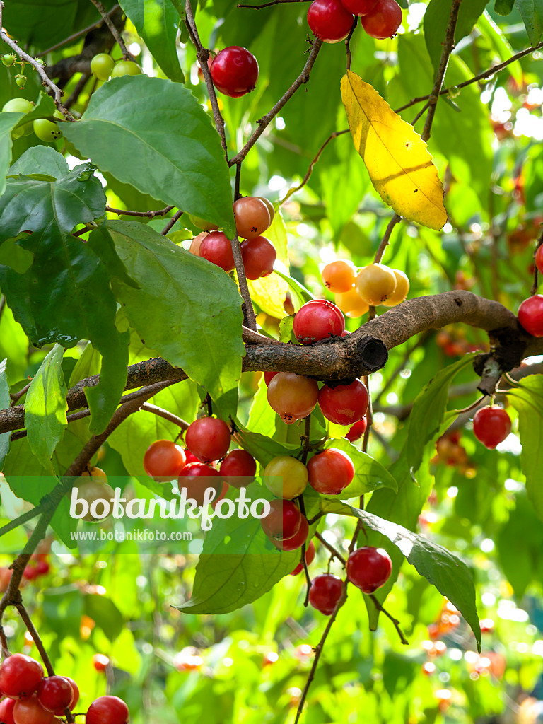 434072 - Madagaskarpflaume (Flacourtia rukam)