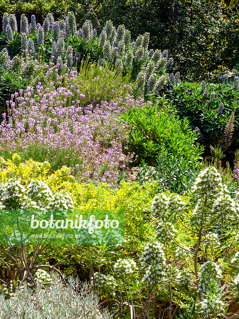 424023 - Madeira-Natternkopf (Echium candicans), Stacheliger Natternkopf (Echium aculeatum) und Zweifarbiger Schöterich (Erysimum bicolor)