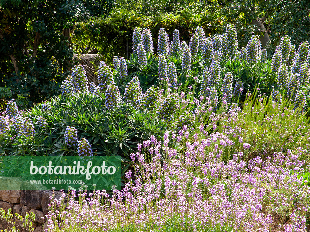 424024 - Madeira-Natternkopf (Echium candicans), Stacheliger Natternkopf (Echium aculeatum) und Zweifarbiger Schöterich (Erysimum bicolor)