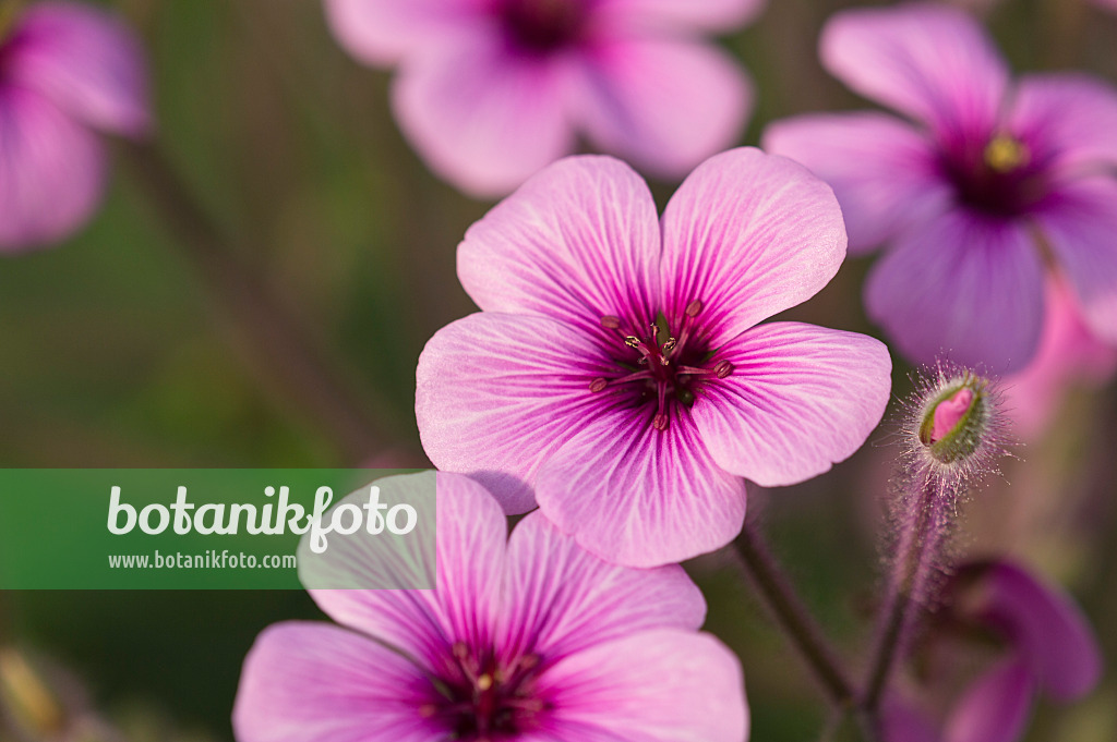 518110 - Madeira-Storchschnabel (Geranium maderense)