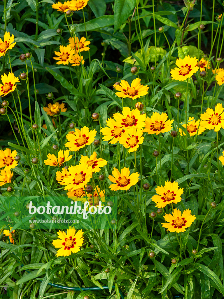 449023 - Mädchenauge (Coreopsis)